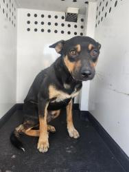 Shelter Stray Male Dog last seen Near BLK COMPAGNONI ST,BAKERSFIELD,CA, 201 S Mt Vernon Ave, Bakersfield, CA 93307, USA