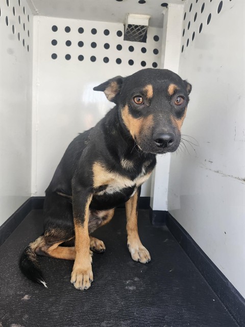 Shelter Stray Male Dog last seen Near BLK COMPAGNONI ST,BAKERSFIELD,CA, 201 S Mt Vernon Ave, Bakersfield, CA 93307, USA