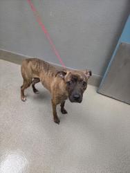 Shelter Stray Female Dog last seen E TWAIN AVE & PARADISE RD, 655 N Mojave Rd, Las Vegas, NV 89101, USA