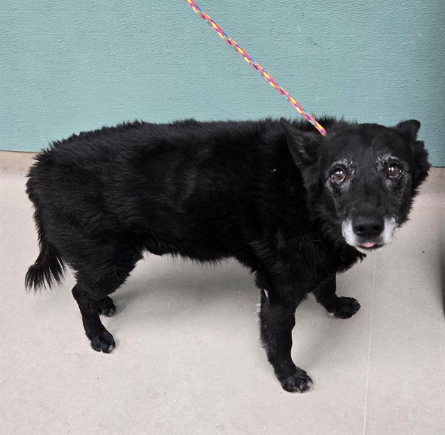 Shelter Stray Male Dog last seen Near BLOCK E GROVE ST, RENO NV 89502, 2825 Longley Ln Suite A, Reno, NV 89502, USA