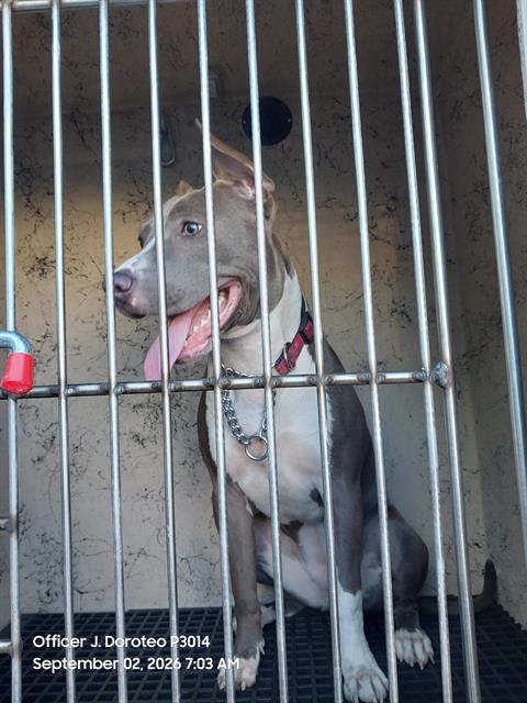 Shelter Stray Female Dog last seen Near BLOCK WEBSTER ST, NORTH LAS VEGAS NV 89030, 655 N Mojave Rd, Las Vegas, NV 89101, USA