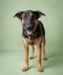 Shelter Stray Female Dog last seen Near BLOCK OF W 10TH ST, 2020 Forest St, Jacksonville, FL 32204, USA