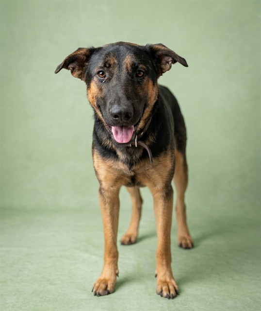 Shelter Stray Female Dog last seen Near BLOCK OF W 10TH ST, 2020 Forest St, Jacksonville, FL 32204, USA