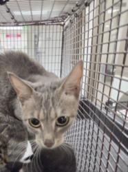 Shelter Stray Female Cat last seen , 14409 Vanowen St, Van Nuys, CA 91405, USA