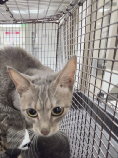Shelter Stray Female Cat last seen , 14409 Vanowen St, Van Nuys, CA 91405, USA