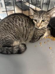 Shelter Stray Female Cat last seen , 14409 Vanowen St, Van Nuys, CA 91405, USA