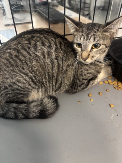 Shelter Stray Unknown Cat last seen , 14409 Vanowen St, Van Nuys, CA 91405, USA
