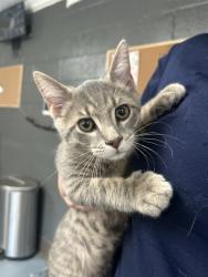 Shelter Stray Male Cat last seen SHELBY HWY, 1601 Airport Rd, Shelby, NC 28150, USA