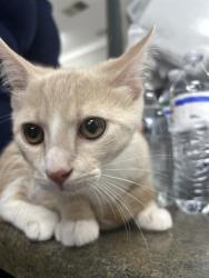 Shelter Stray Female Cat last seen SHELBY HWY, 1601 Airport Rd, Shelby, NC 28150, USA