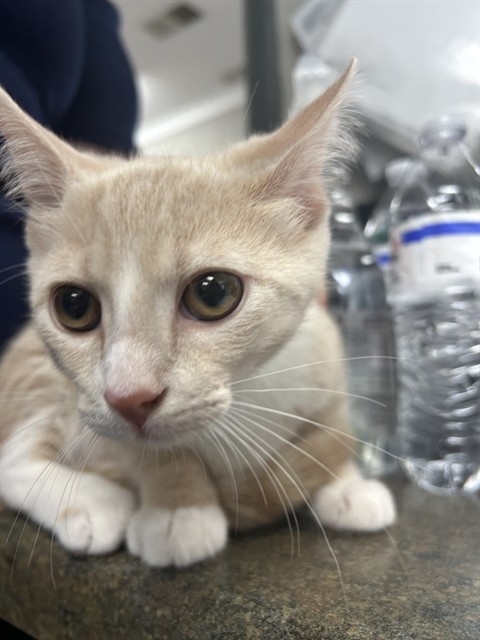 Shelter Stray Female Cat last seen SHELBY HWY, 1601 Airport Rd, Shelby, NC 28150, USA