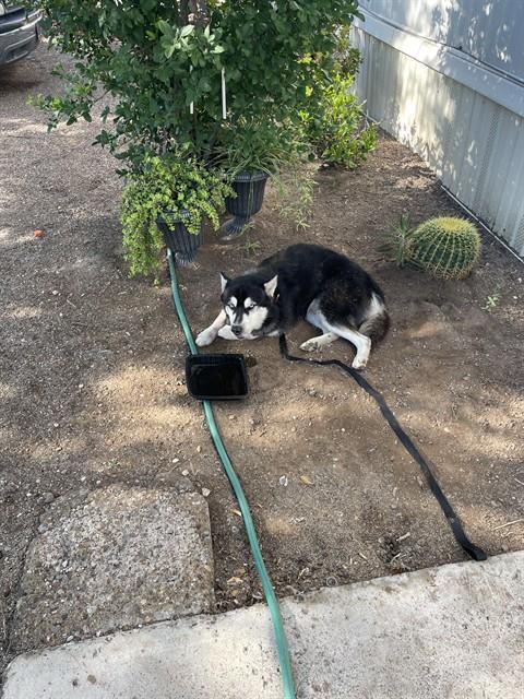Shelter Stray Male Dog last seen , 4000 N Silverbell Rd, Tucson, AZ 85745, USA