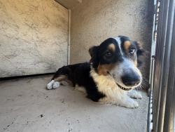 Shelter Stray Unknown Dog last seen Near BLOCK NW 23RD ST, OKLAHOMA CITY OK 73107, 2811 SE 29th St, Oklahoma City, OK 73129, USA