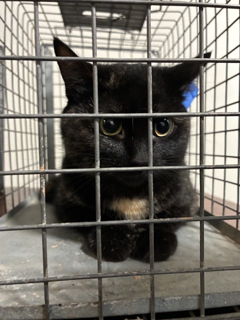 Shelter Stray Female Cat last seen Near BLOCK NW EXPRESSWAY, OKLAHOMA CITY OK 73132, 2811 SE 29th St, Oklahoma City, OK 73129, USA