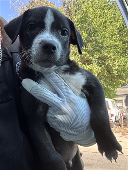 Shelter Stray Unknown Dog last seen Near BLOCK SW 27TH ST, 2811 SE 29th St, Oklahoma City, OK 73129, USA