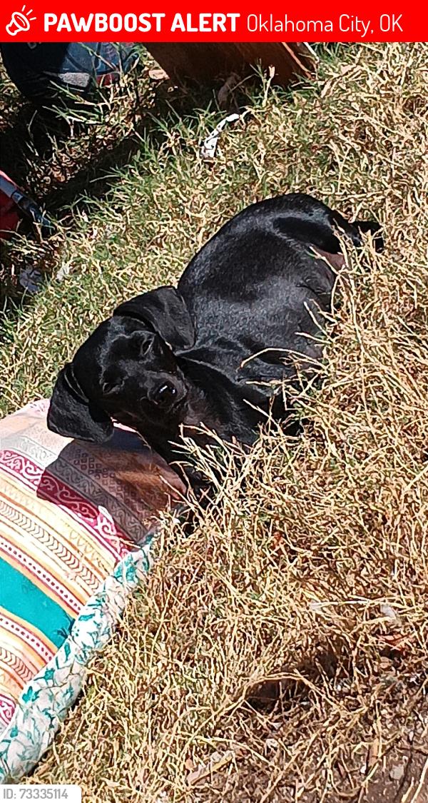 Lost Female Dog last seen Nw 34th Street and May avenue, Oklahoma City, OK 73112