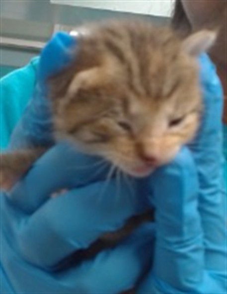 Shelter Stray Unknown Cat last seen Near BLOCK NW 51ST, 2811 SE 29th St, Oklahoma City, OK 73129, USA