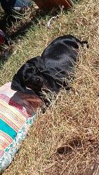 Lost Female Dog last seen Nw 34th Street and May avenue, Oklahoma City, OK 73112