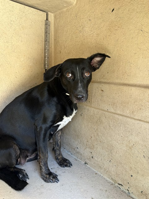 Shelter Stray Unknown Dog last seen Near BLOCK NW 19TH ST, OKLAHOMA CITY OK 73127, 2811 SE 29th St, Oklahoma City, OK 73129, USA