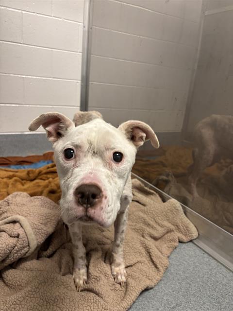 Shelter Stray Female Dog last seen Near, 2600 S Harding St, Indianapolis, IN 46221, USA