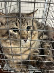 Shelter Stray Unknown Cat last seen Near BLOCK NW EXPRESSWAY, OKLAHOMA CITY OK 73132, 2811 SE 29th St, Oklahoma City, OK 73129, USA