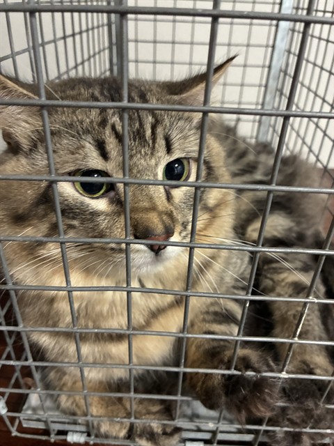Shelter Stray Unknown Cat last seen Near BLOCK NW EXPRESSWAY, OKLAHOMA CITY OK 73132, 2811 SE 29th St, Oklahoma City, OK 73129, USA