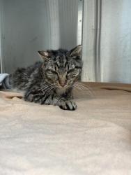 Shelter Stray Male Cat last seen Near, 2600 S Harding St, Indianapolis, IN 46221, USA
