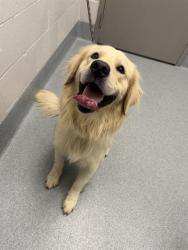 Shelter Stray Male Dog last seen Near, 2600 S Harding St, Indianapolis, IN 46221, USA