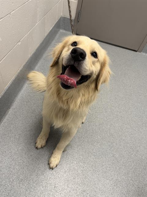 Shelter Stray Male Dog last seen Near, 2600 S Harding St, Indianapolis, IN 46221, USA