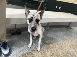 Shelter Stray Female Dog last seen , 3201 Lacy St, Los Angeles, CA 90031, USA
