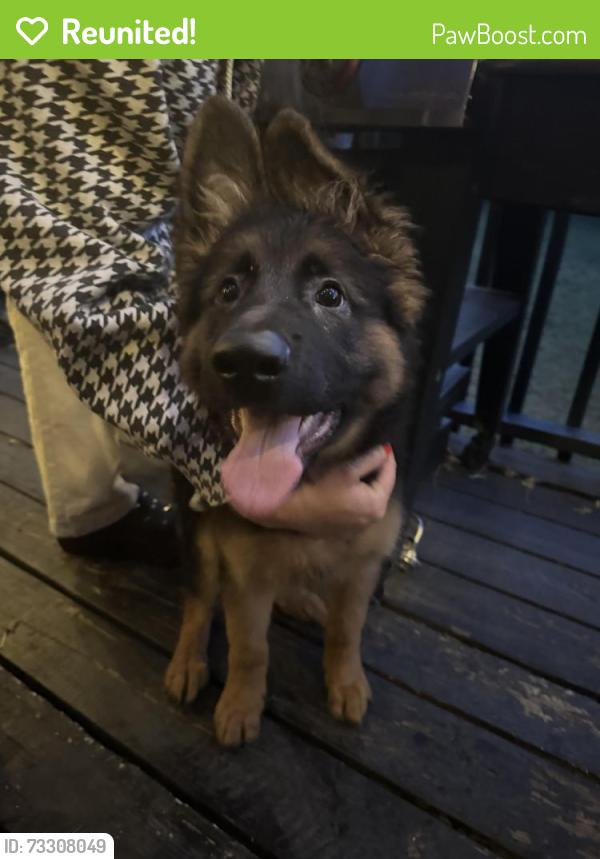 Reunited Male Dog last seen Gallatin Ave. and Neely’s Bend, Nashville, TN 37115