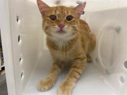 Shelter Stray Male Cat last seen BREWERY DISTRICT - NEAR I43, 3839 W Burnham St, West Milwaukee, WI 53215, USA