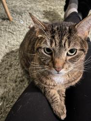Lost Male Cat last seen Long Pond Rd and Trolley Blvd, Rochester, NY 14606