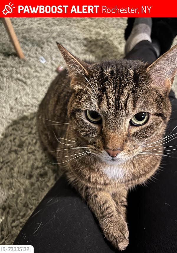 Lost Male Cat last seen Long Pond Rd and Trolley Blvd, Rochester, NY 14606