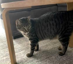 Lost Female Cat last seen Avana Almaden apmts near Blossom Hill, San Jose, CA 95123
