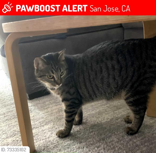Lost Female Cat last seen Avana Almaden apmts near Blossom Hill, San Jose, CA 95123