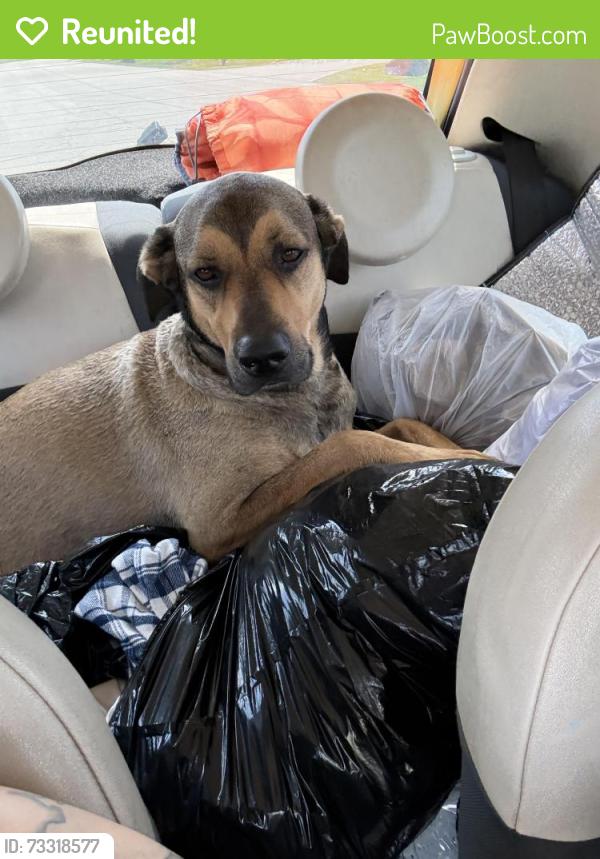Reunited Male Dog last seen Near cane run road, Louisville, KY 40258