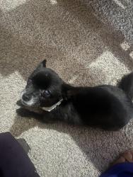 Reunited Female Dog last seen Birdie hills drive, St. Peters, MO 63376