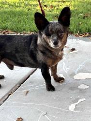 Found/Stray Male Dog last seen 26th st & Dolphin, Mesa, AZ 85204