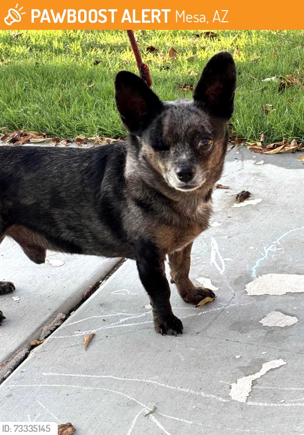 Found/Stray Male Dog last seen 26th st & Dolphin, Mesa, AZ 85204