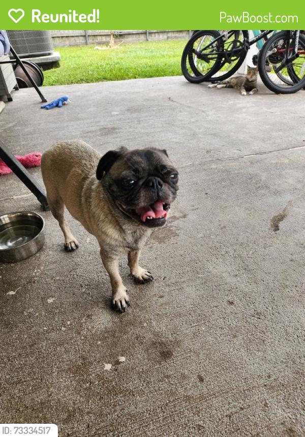 Reunited Female Dog last seen Edgebrook Dr & Bronson St, Houston, TX 77034, USA, Houston, TX 77034