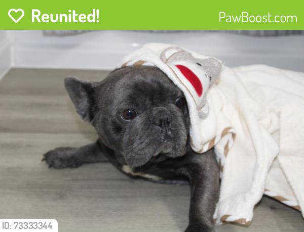 Reunited Female Dog last seen Spring willow & creek valley, Arlington, TX 76018