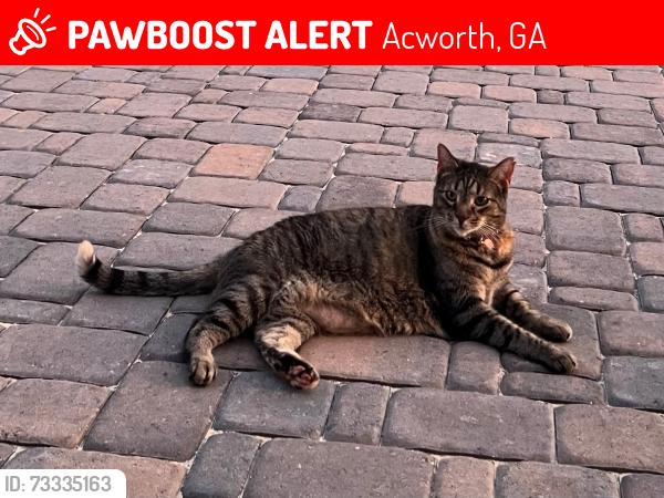 Lost Female Cat last seen Burnt Hickory Rd NW, Acworth, GA 30101