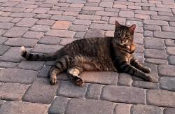 Lost Female Cat last seen Burnt Hickory Rd NW, Acworth, GA 30101