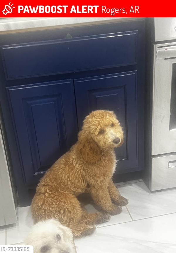 Lost Female Dog last seen Near South N St, Rogers, AR 72758