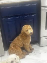 Lost Female Dog last seen Near South N St, Rogers, AR 72758