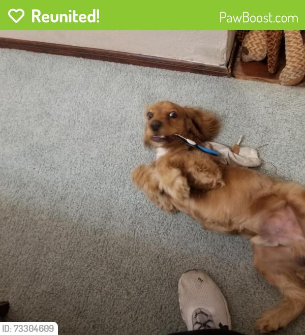 Reunited Male Dog last seen YWCA on Sam Snead, El Paso, TX 79935
