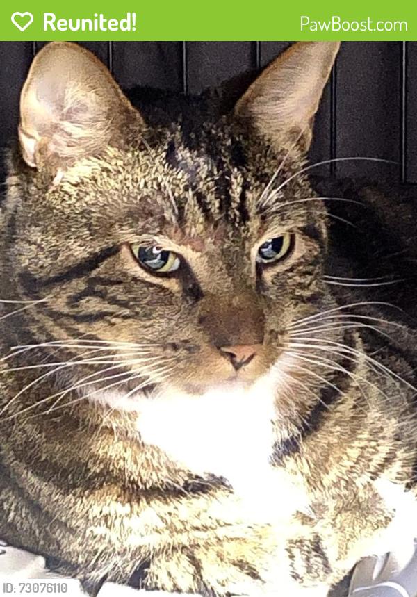 Reunited Male Cat last seen Connecticut st. Armory, Buffalo, NY 14213
