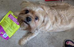 Reunited Female Dog last seen Nimmo/Southgate neighborhood, Virginia Beach, VA 23456