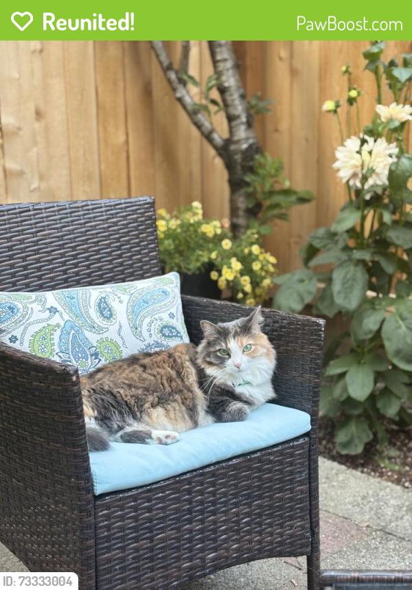 Reunited Female Cat last seen Between Corson and Carleton and Warsaw and Willow, Seattle, WA 98108