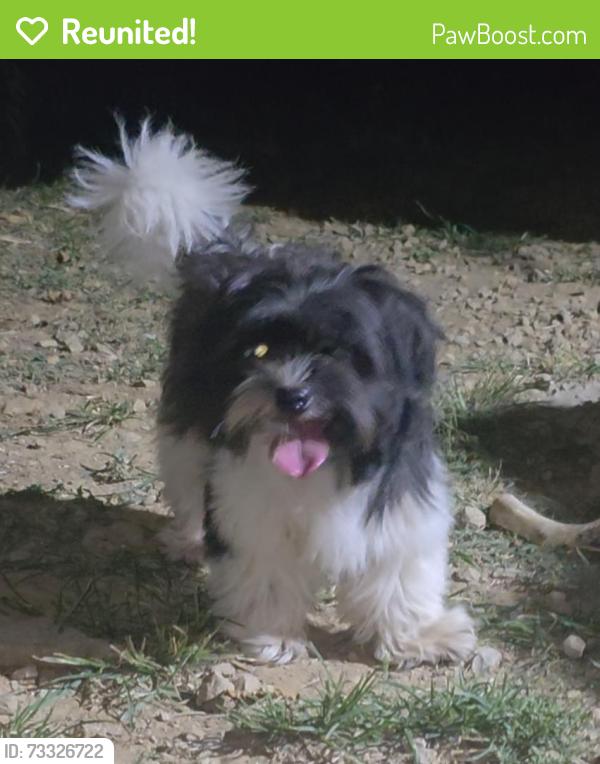 Reunited Male Dog last seen It was in my backyard last night, Louisville, KY 40215